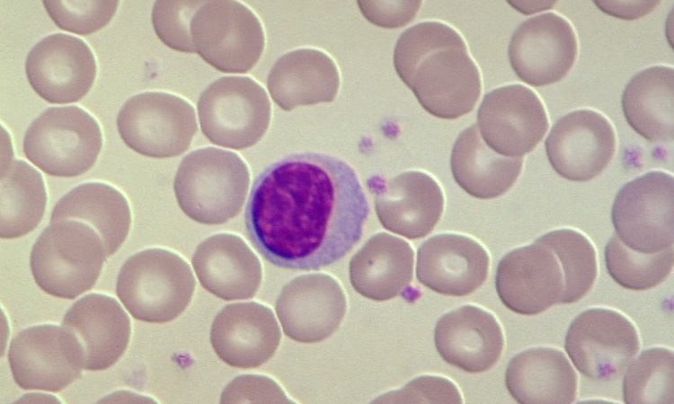 Les cellules animales - De l'organisme à la cellule - gryphea.com